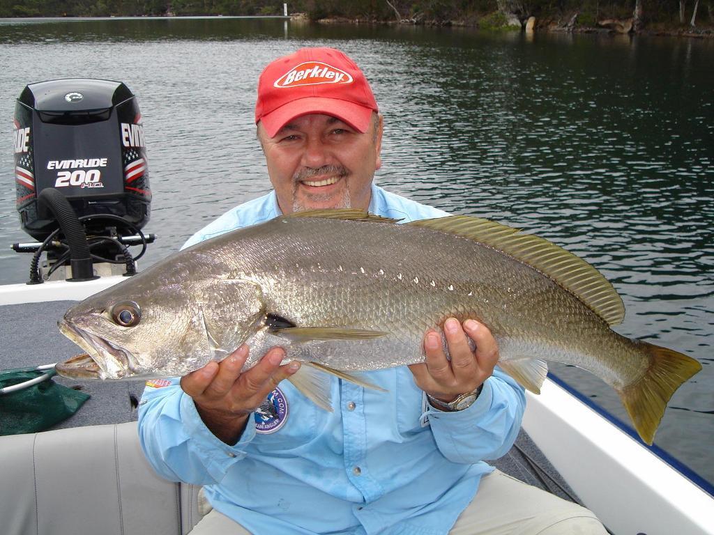 Mulloway can sometimes be a by-catch when targeting kingfish with live bait © Gary Brown